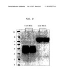 CONJUGATES OF BIOLOGICALLY ACTIVE PROTEINS HAVING A MODIFIED IN VIVO     HALF-LIFE diagram and image