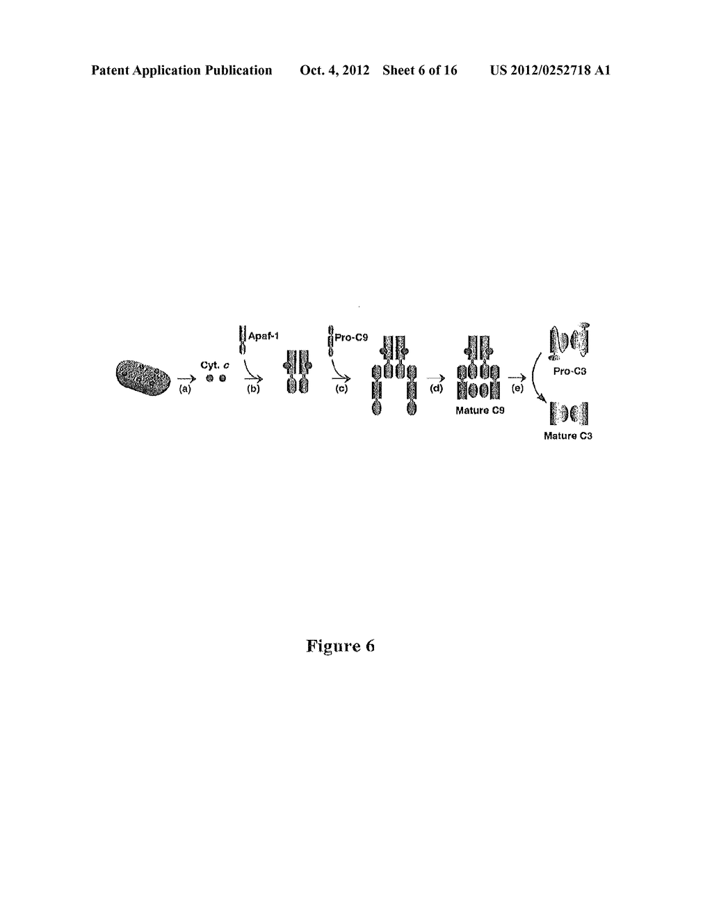 Compositions and Methods for Regulating Cytochrome c-Mediated Apoptosis by     tRNA - diagram, schematic, and image 07