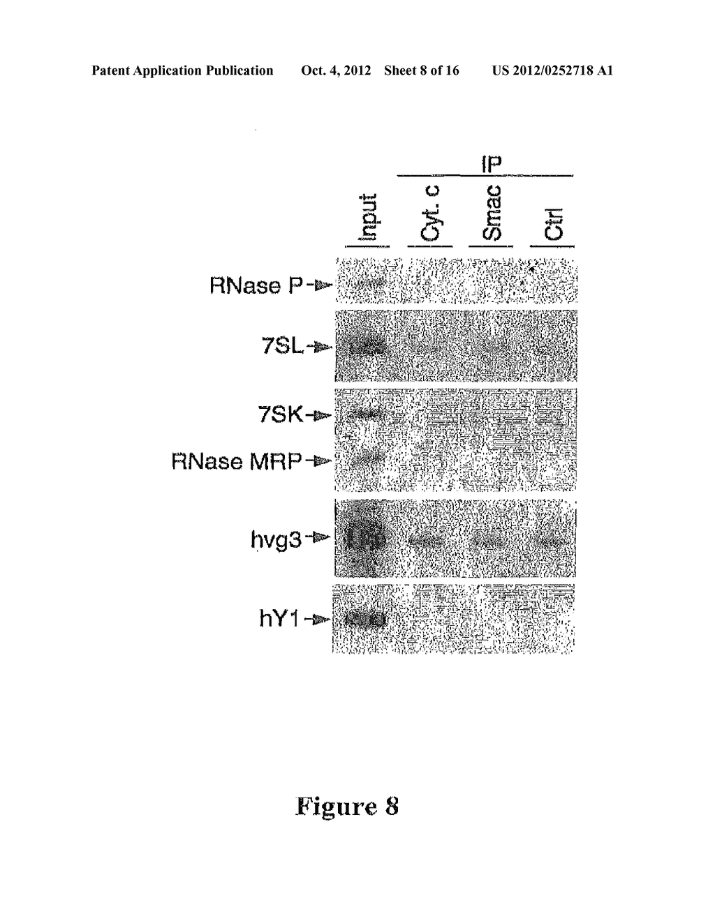 Compositions and Methods for Regulating Cytochrome c-Mediated Apoptosis by     tRNA - diagram, schematic, and image 09