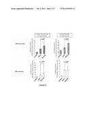 MITF AS A MARKER FOR PREDISPOSITION TO CANCER diagram and image