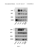 MITF AS A MARKER FOR PREDISPOSITION TO CANCER diagram and image