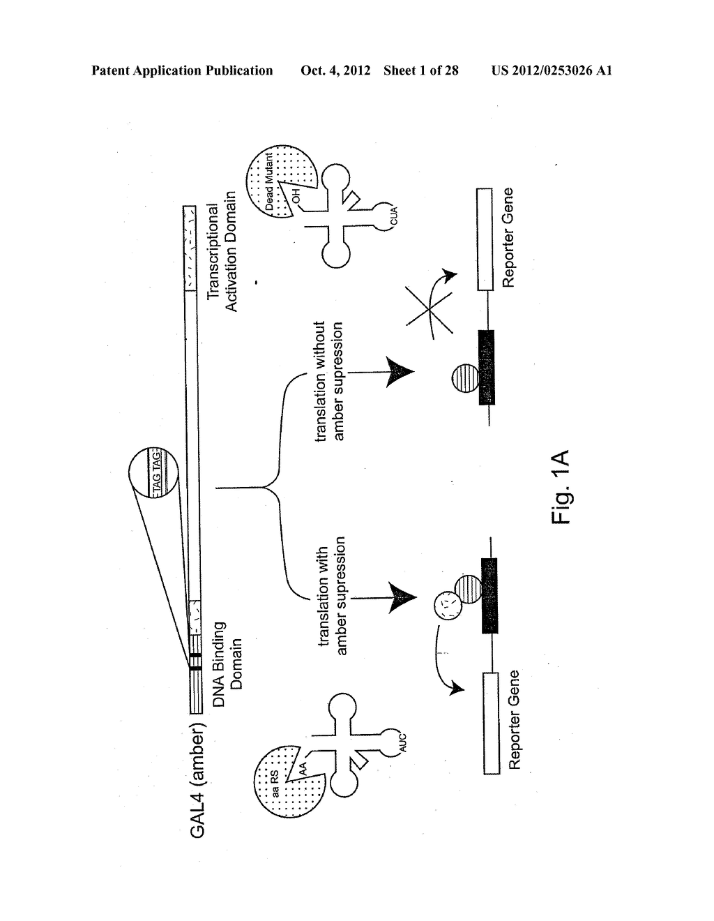 Expanding the Eukaryotic Genetic Code - diagram, schematic, and image 02