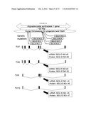 DETECTION OF MUTATIONS IN A GENE ASSOCIATED WTIH RESISTANCE TO VIRAL     INFECTION, OAS1 diagram and image