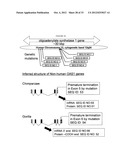 DETECTION OF MUTATIONS IN A GENE ASSOCIATED WTIH RESISTANCE TO VIRAL     INFECTION, OAS1 diagram and image