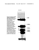 DETECTION OF MUTATIONS IN A GENE ASSOCIATED WTIH RESISTANCE TO VIRAL     INFECTION, OAS1 diagram and image