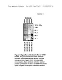 DETECTION OF MUTATIONS IN A GENE ASSOCIATED WTIH RESISTANCE TO VIRAL     INFECTION, OAS1 diagram and image