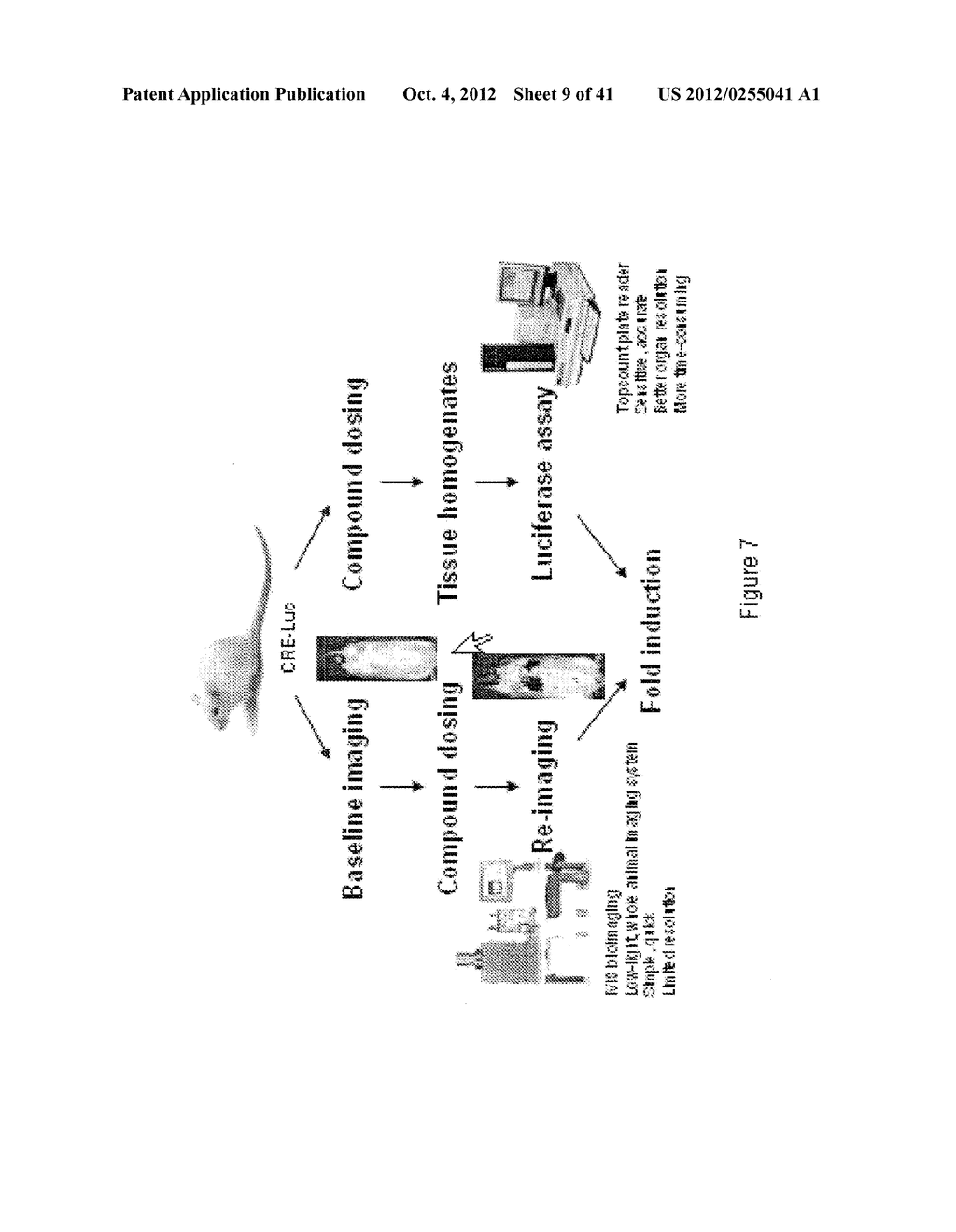 TRANSGENIC NON-HUMAN ANIMAL AND USES THEREOF - diagram, schematic, and image 10