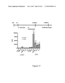 TRANSGENIC NON-HUMAN ANIMAL AND USES THEREOF diagram and image