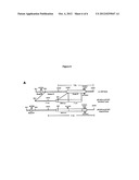 Porcine Animals Lacking Any Expression of Functional Alpha 1,3     Galactosyltransferase diagram and image