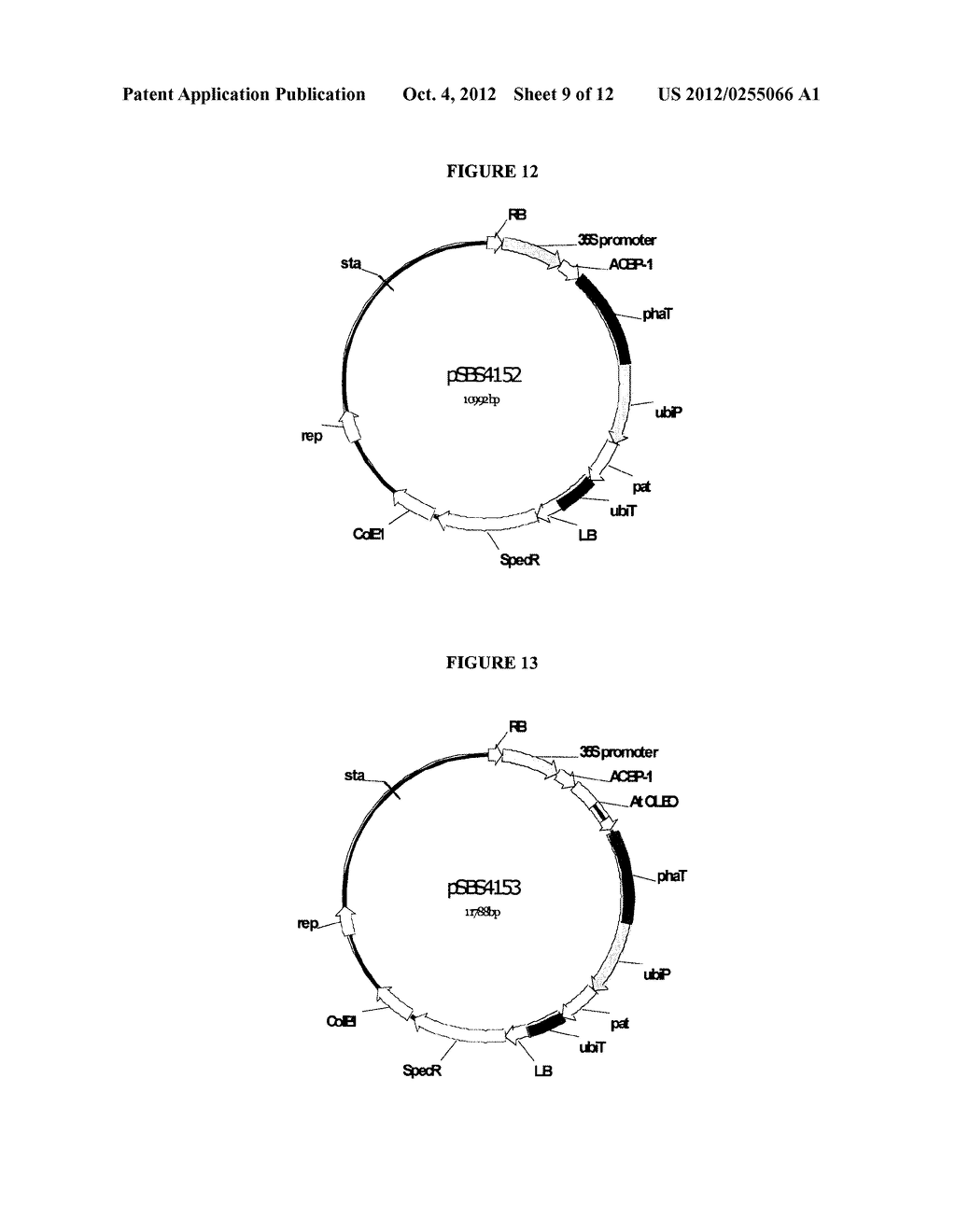 TRANSGENIC EXPRESSION OF ACYL-CO-A BINDING PROTEINS IN PLANTS - diagram, schematic, and image 10