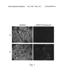 AGROBACTERIUM-MEDIATED TRANSFORMATION OF DICOT PLANTS diagram and image