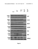 Methods and compositions for modulation of histone ubiquitination diagram and image