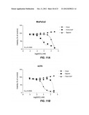 GENERATION OF ANTI-FN14 MONOCLONAL ANTIBODIES BY EX-VIVO ACCELERATED     ANTIBODY EVOLUTION diagram and image