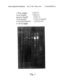 MYCOBACTERIUM TUBERCULOSIS FUSION PROTEIN AND USES THEREOF diagram and image