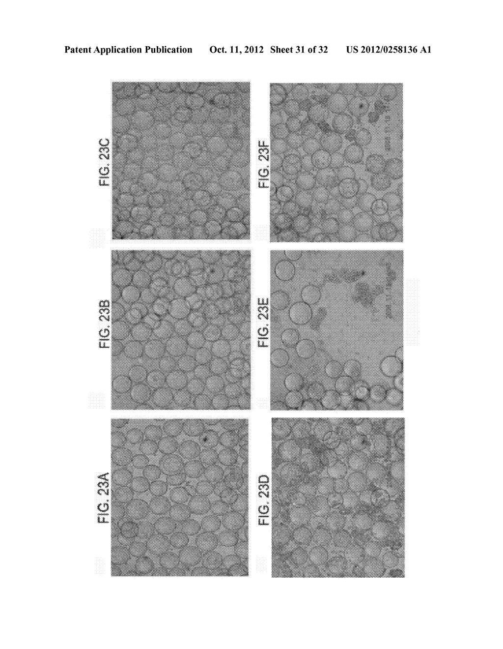 METHODS FOR CULTIVATING CELLS, PROPAGATING AND PURIFYING VIRUSES - diagram, schematic, and image 32