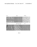 CHEMICALLY MODIFIED CELLULOSE FIBROUS MESHES FOR USE AS TISSUE ENGINEERING     SCAFFOLDS diagram and image