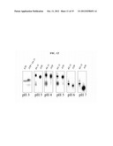 DNA-BASED MOLECULAR SWITCHES AND USES THEREOF diagram and image