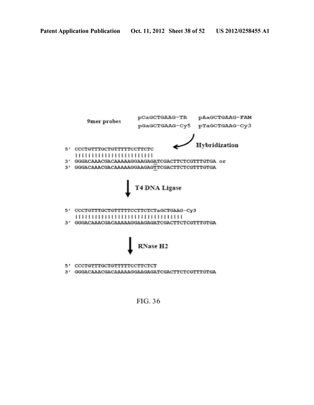 RNase H-Based Assays Utilizing Modified RNA Monomers - diagram, schematic, and image 39