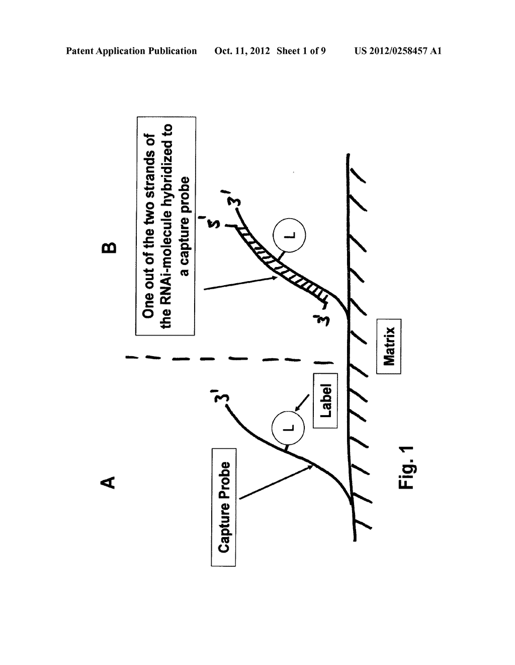 Methods for Detection of a Single- or Double-Stranded Nucleic Acid     Molecule - diagram, schematic, and image 02