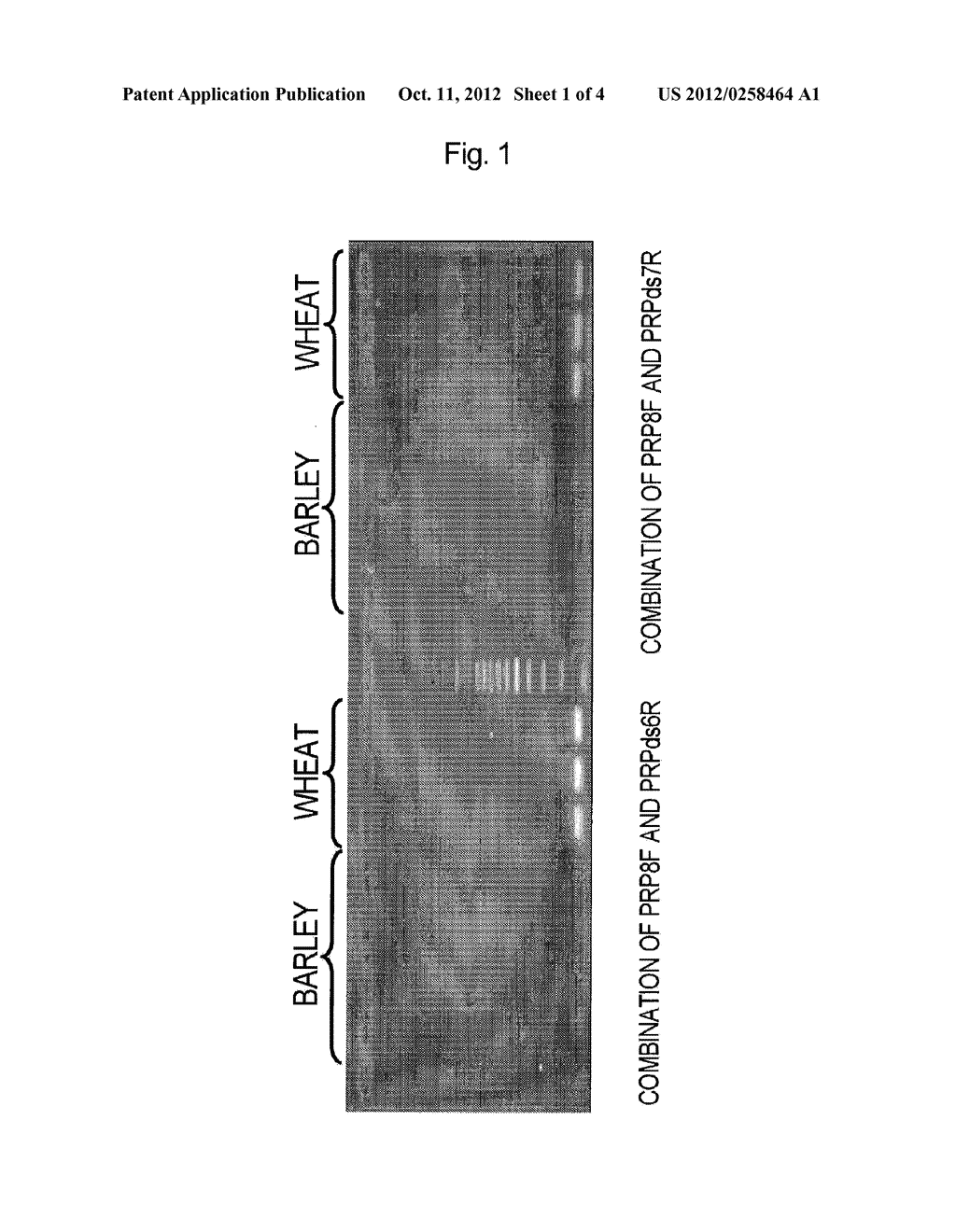 METHOD FOR DETECTION AND QUANTIFICATION OF WHEAT ENDOGENOUS GENE - diagram, schematic, and image 02