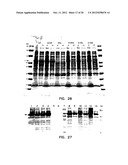 COMPOSITIONS COMPRISING A DEHALOGENASE SUBSTRATE AND A RADIONUCLIDE AND     METHODS OF USE diagram and image