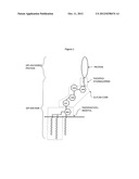 METHODS OF DETECTING DNA DAMAGE diagram and image