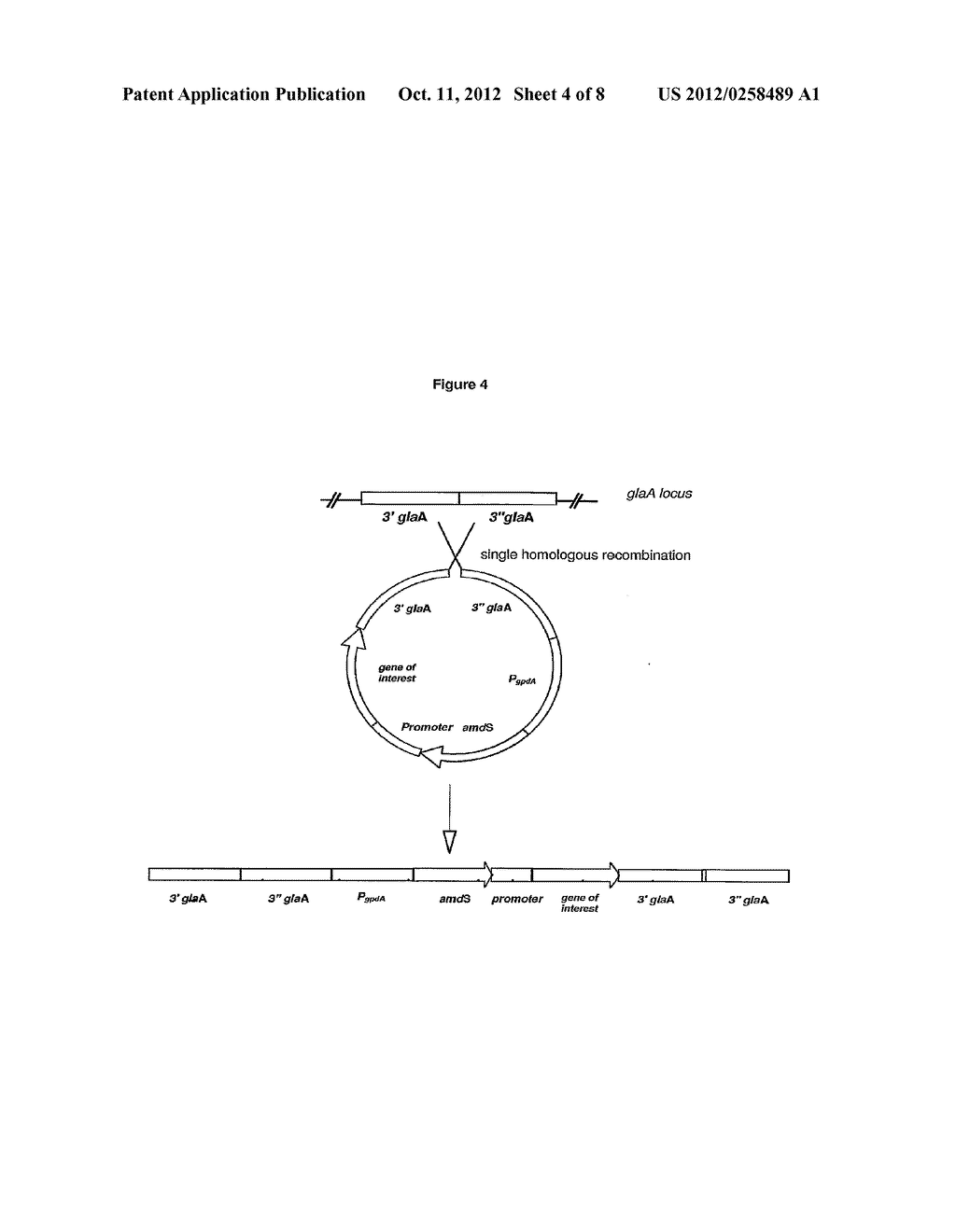 FUNGAL PROMOTERS FOR EXPRESSING A GENE IN A FUNGAL CELL - diagram, schematic, and image 05