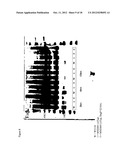 BACTERIAL HOST STRAIN diagram and image