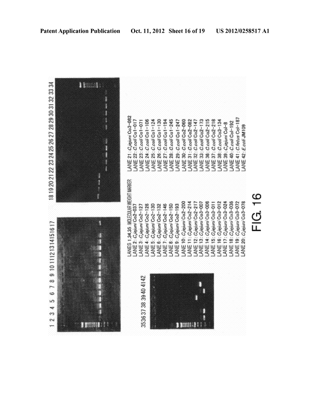 CYTOLETHAL DISTENDING TOXINS AND DETECTION OF CAMPYLOBACTER BACTERIA USING     THE SAME AS A TARGET - diagram, schematic, and image 17