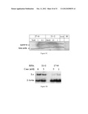 METHODS AND COMPOSITIONS FOR THE SPECIFIC INHIBITION OF GENE EXPRESSION BY     DOUBLE-STRANDED RNA diagram and image