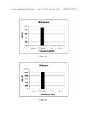 METHODS AND COMPOSITIONS FOR THE SPECIFIC INHIBITION OF GENE EXPRESSION BY     DOUBLE-STRANDED RNA diagram and image