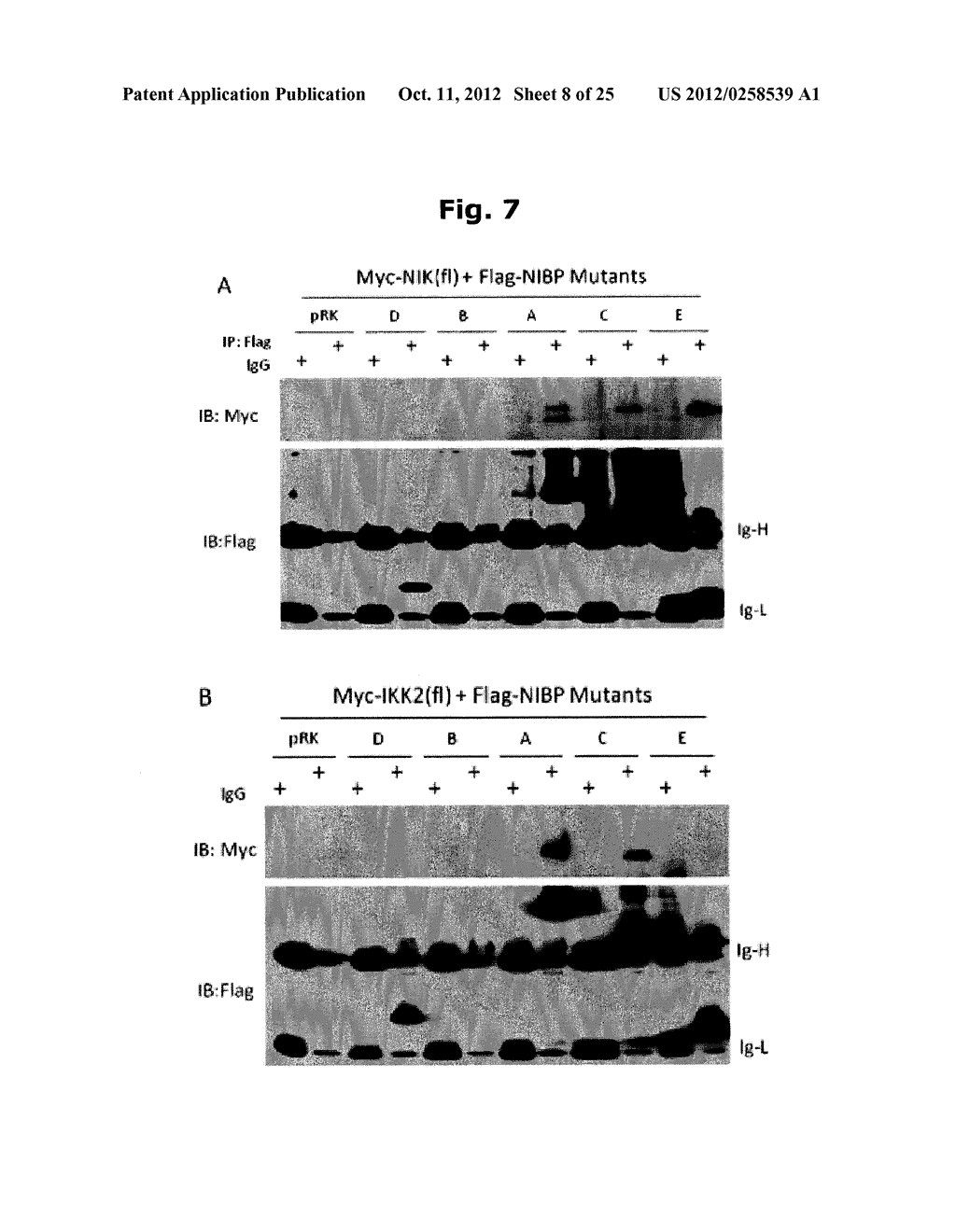 USE OF NIBP POLYPEPTIDES - diagram, schematic, and image 09