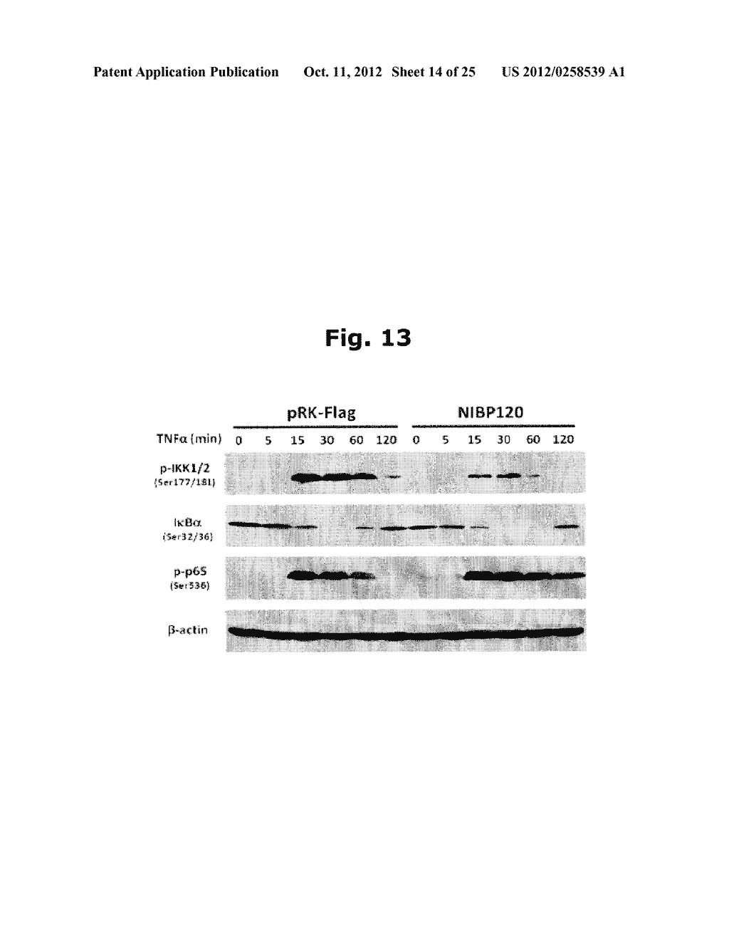 USE OF NIBP POLYPEPTIDES - diagram, schematic, and image 15