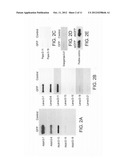 Compositions for Controlling Varroa Mites in Bees diagram and image