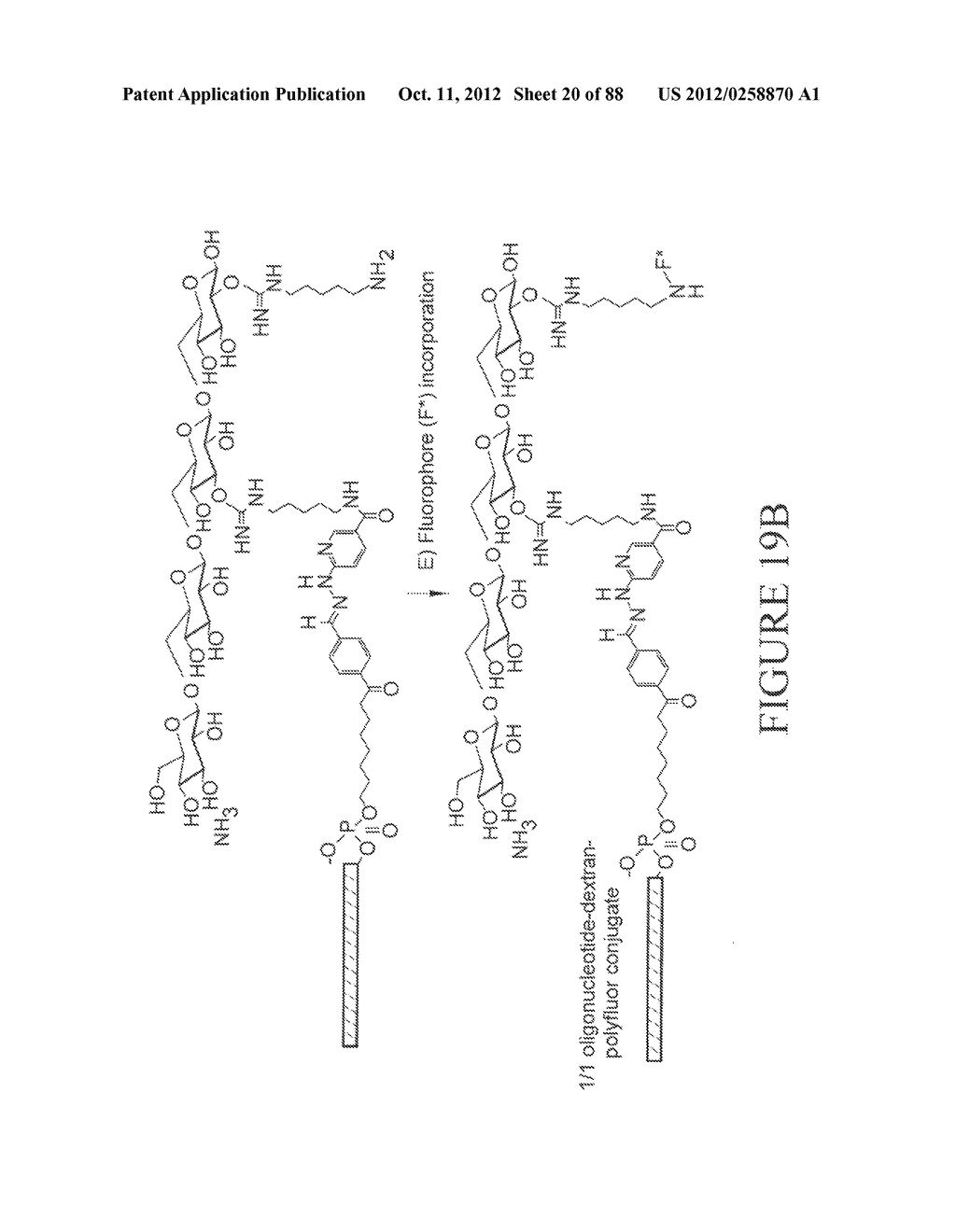 Methods, Systems, and/or Use of Oligonucleotide Conjugates to Develop     Panels for Use in Assays and Detections - diagram, schematic, and image 21