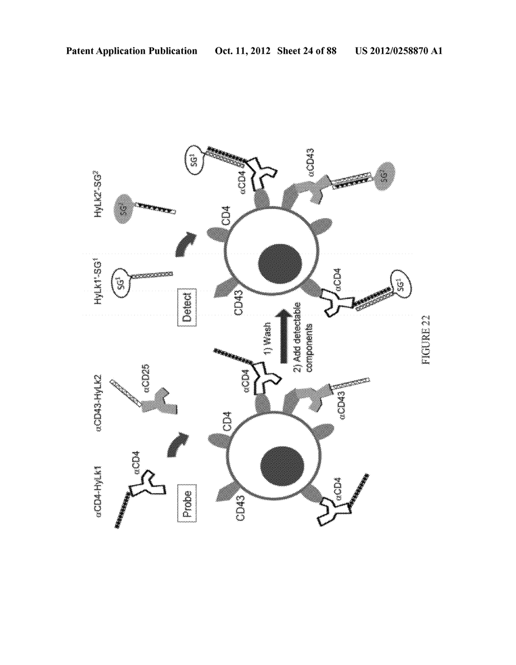 Methods, Systems, and/or Use of Oligonucleotide Conjugates to Develop     Panels for Use in Assays and Detections - diagram, schematic, and image 25