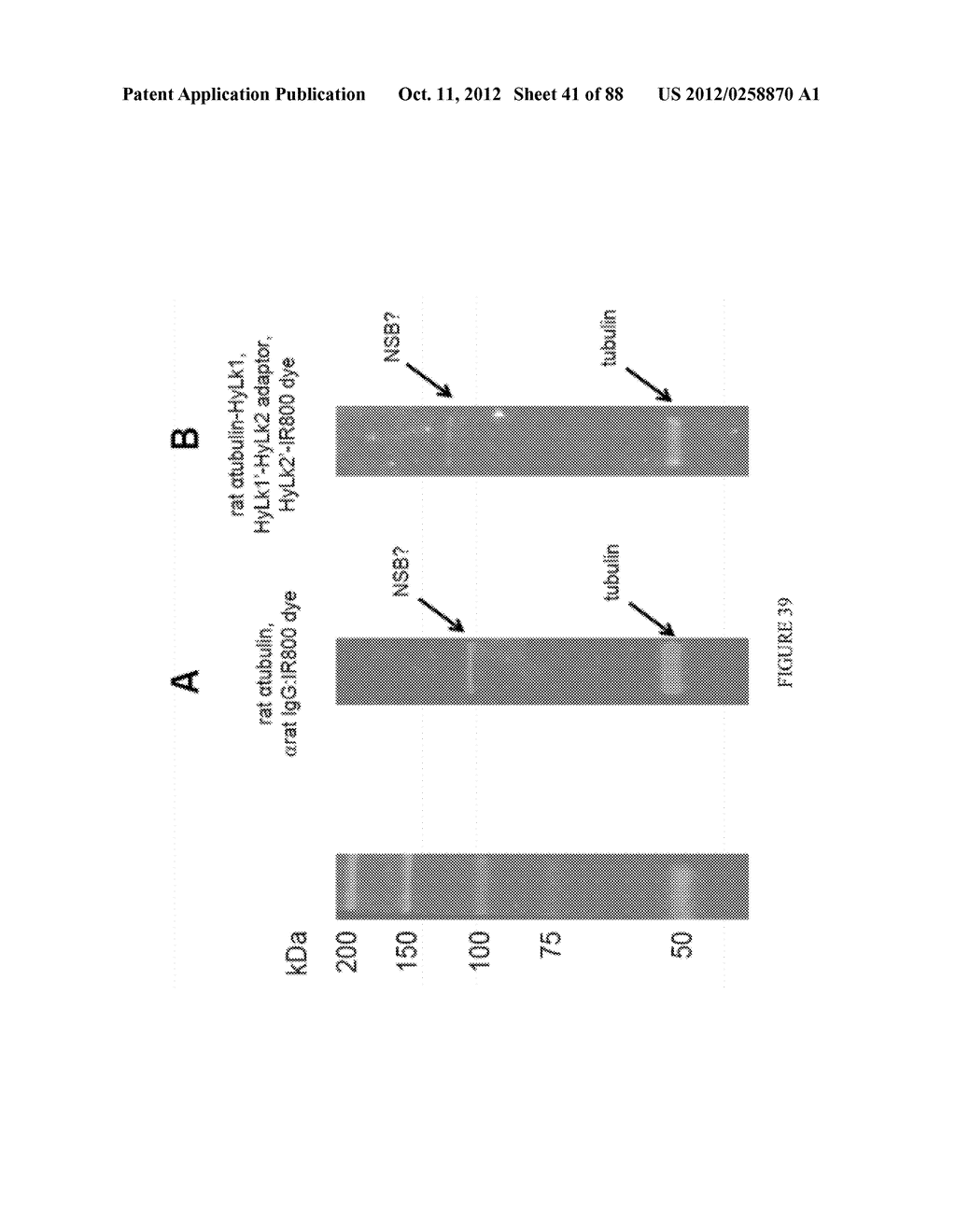 Methods, Systems, and/or Use of Oligonucleotide Conjugates to Develop     Panels for Use in Assays and Detections - diagram, schematic, and image 42