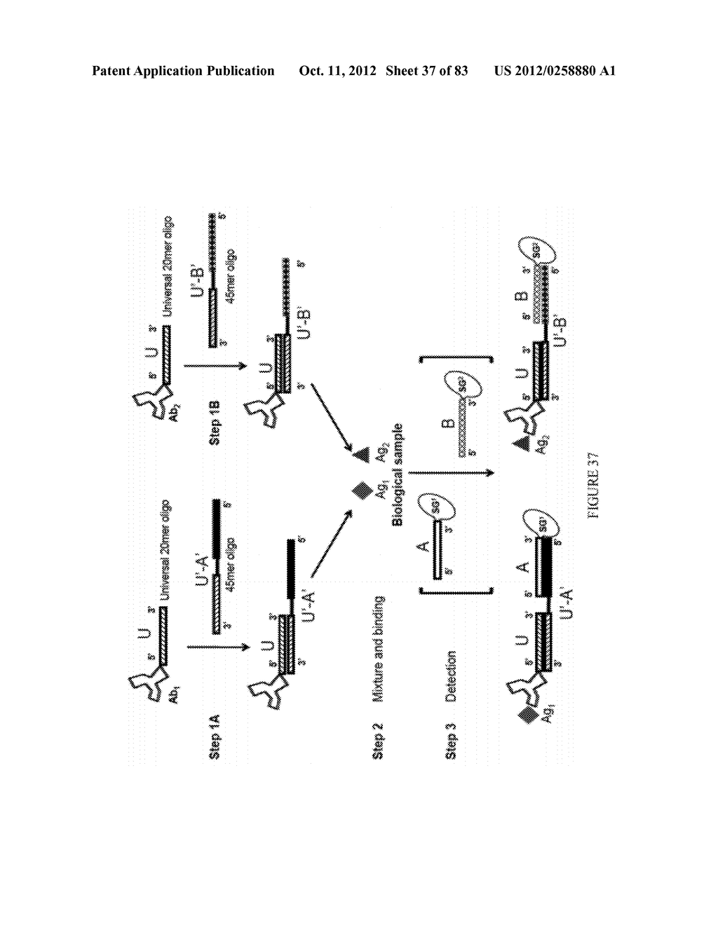 Methods and/or Use of Oligonucleotide Conjugates for Assays and Flow     Cytometry Detections - diagram, schematic, and image 38