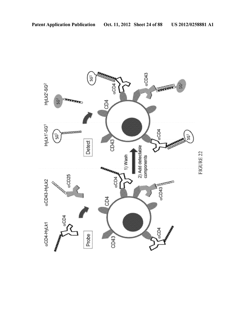 Methods and/or Use of Oligonucleotide Conjugates for Assays and     Microscopy/Imaging Detections - diagram, schematic, and image 25