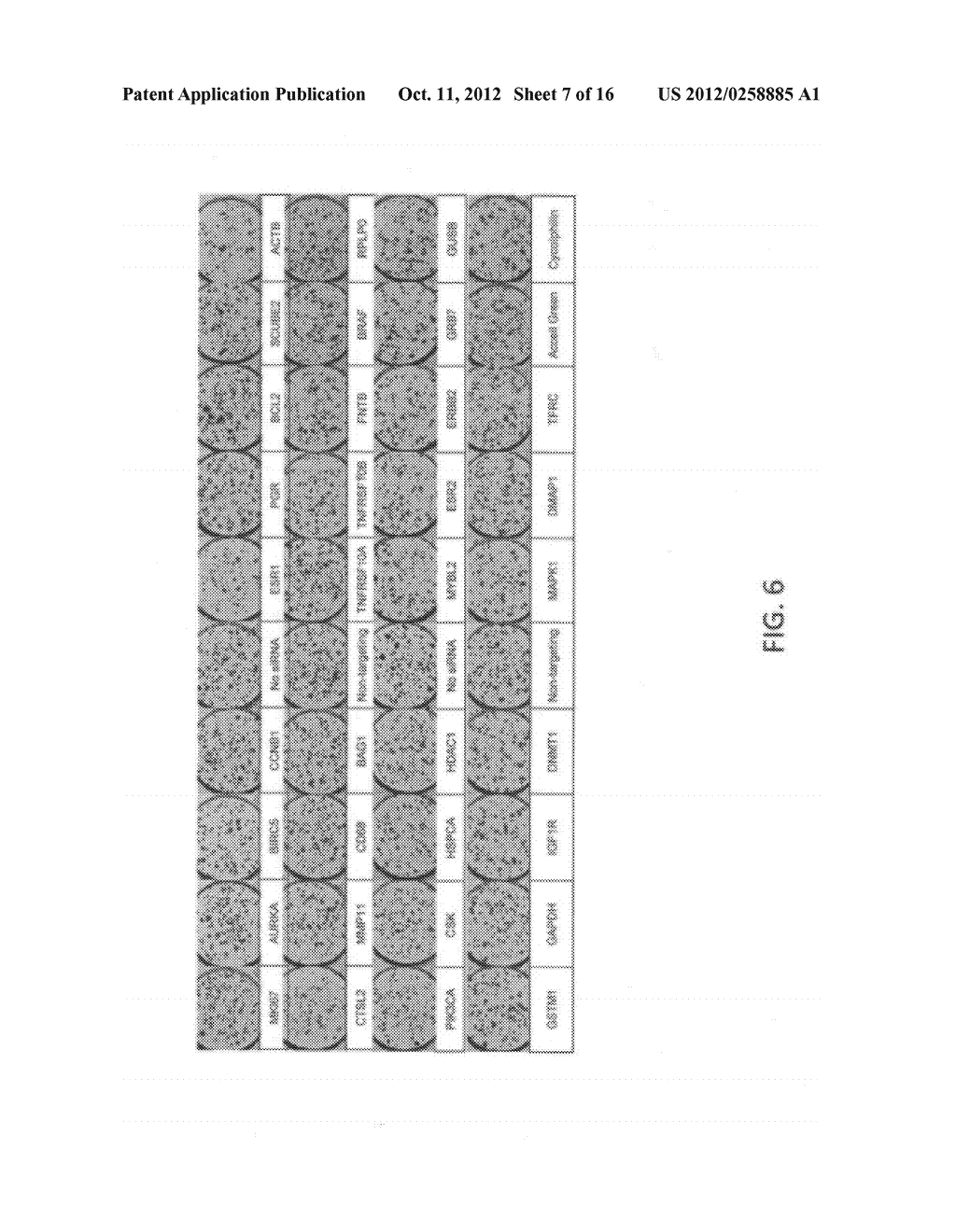 Systems and Methods for Individualized Functional Genomic Profiling     Related to Cancer Cell Growth - diagram, schematic, and image 08