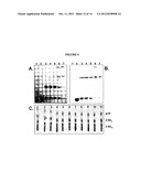 OLIGOADENYLATE SYNTHETASE (OAS) diagram and image