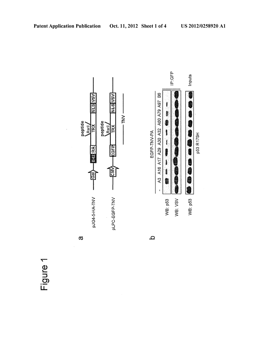 PEPTIDES AND APTAMERS THEREOF AS SPECIFIC MODULATORS OF MUTANT P53     FUNCTION - diagram, schematic, and image 02