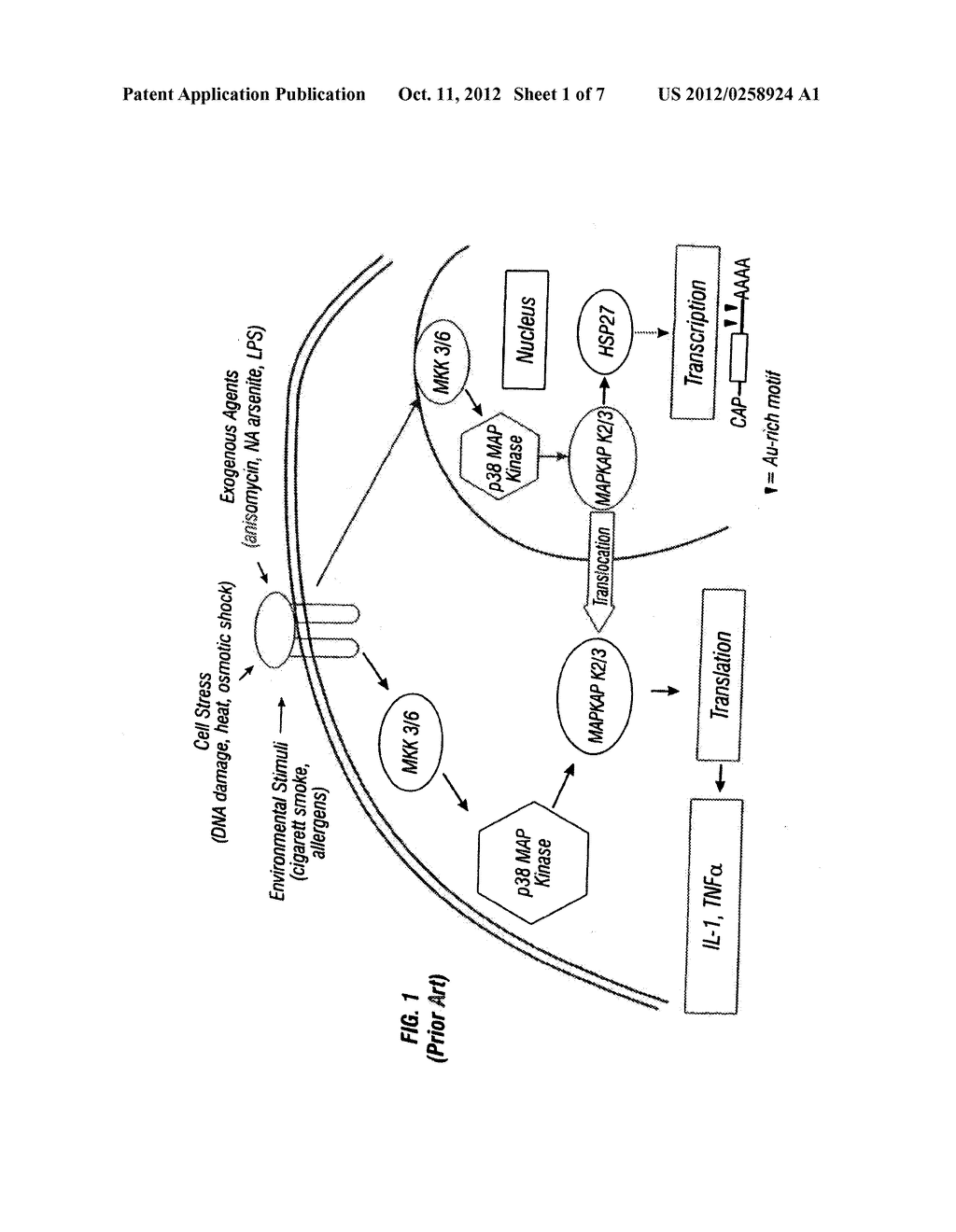 METHOD OF MODULATING STRESS-ACTIVATED PROTEIN KINASE SYSTEM - diagram, schematic, and image 02