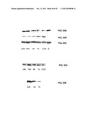 Enzymatic Production or Chemical Synthesis and Uses for 5,7-Dienes and UVB     Conversion Products Thereof diagram and image