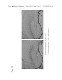 NOVEL BENZOFURAN TYPE DERIVATIVES, A COMPOSITION COMPRISING THE SAME FOR     TREATING OR PREVENTING COGNITIVE DYSFUNCTION AND THE USE THEREOF diagram and image