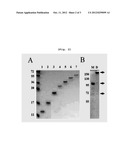 METHOD FOR MANUFACTURING DIMERS AND MULTIMERS BY INCREASING THE PRODUCTION     OF BOND BRIDGES IN A COMPLEX OF MULTIPLE MONOMERS AND REPEATING CHAINS OF     AN ADHEREND OF A TYPE SPECIFICALLY ADHERING TO MONOMERS diagram and image