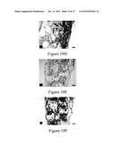 PLGA/HYDROXYAPATITE COMPOSITE BIOMATERIAL AND METHOD OF MAKING THE SAME diagram and image