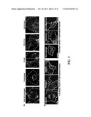 TARGETED CARRIERS FOR DRUG DELIVERY ACROSS THE GASTROINTESTINAL EPITHELIUM diagram and image