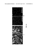 TARGETED CARRIERS FOR DRUG DELIVERY ACROSS THE GASTROINTESTINAL EPITHELIUM diagram and image