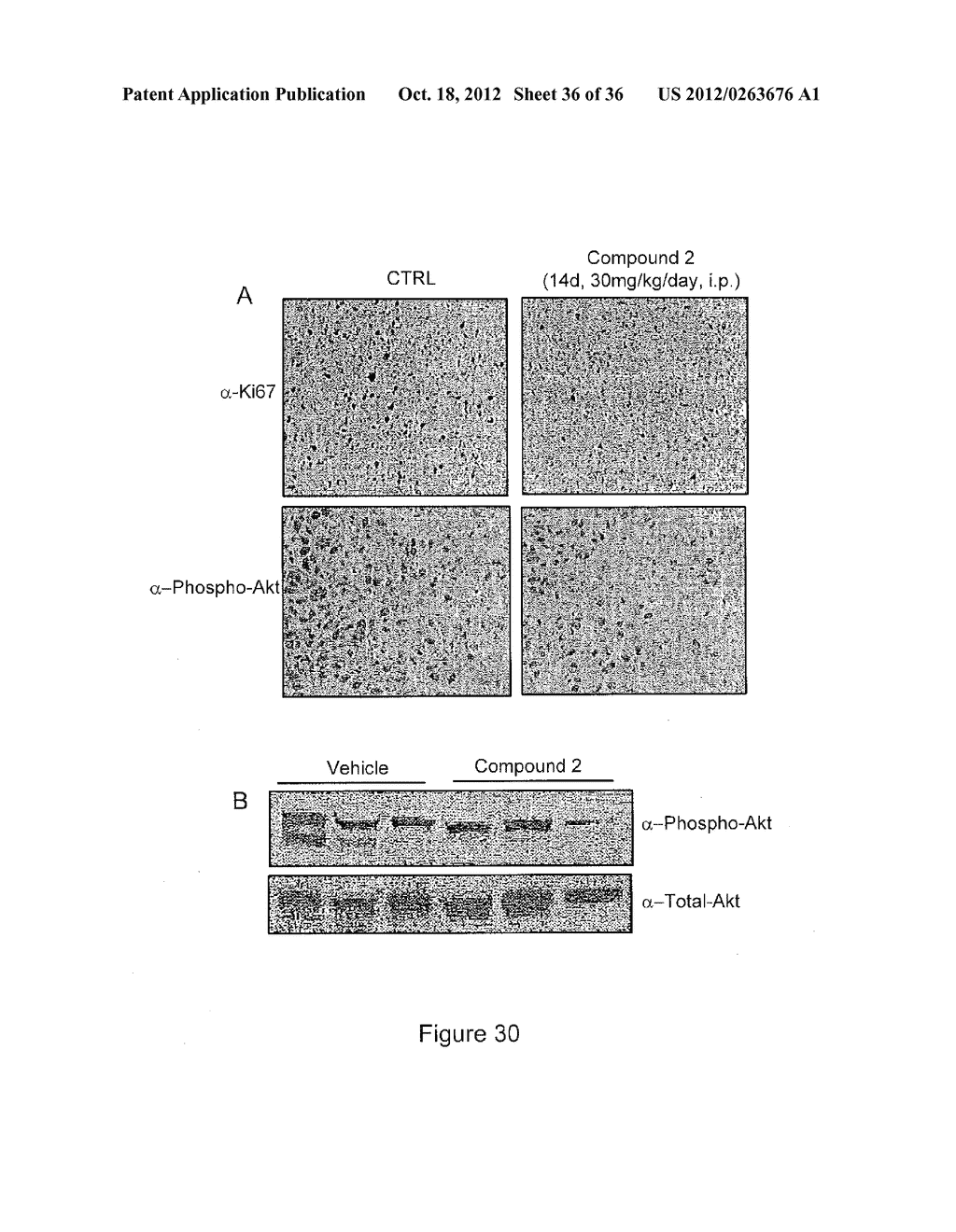 COMPOSITIONS, METHODS AND KITS RELATING TO HER-2 CLEAVAGE - diagram, schematic, and image 37